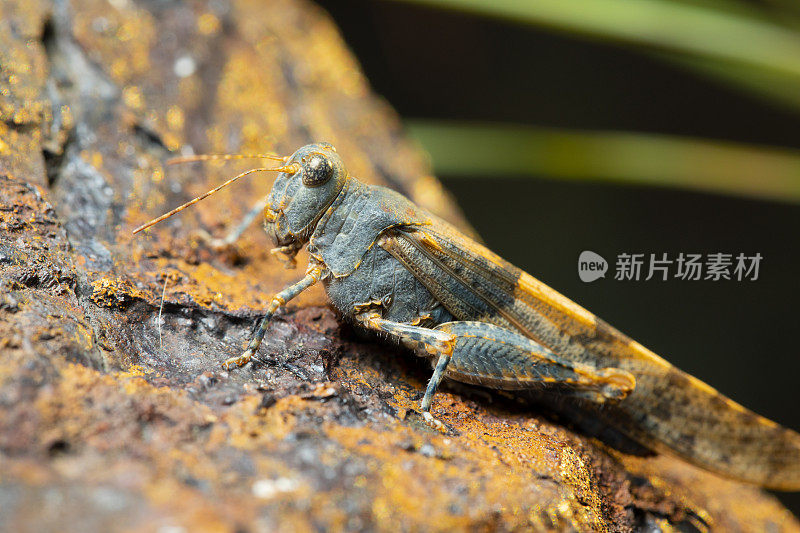 蓝翅蚱蜢，Oedipoda caerulescens